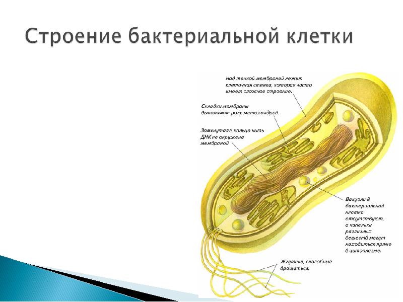 Жизнедеятельность клетки 5 класс фгос пасечник презентация