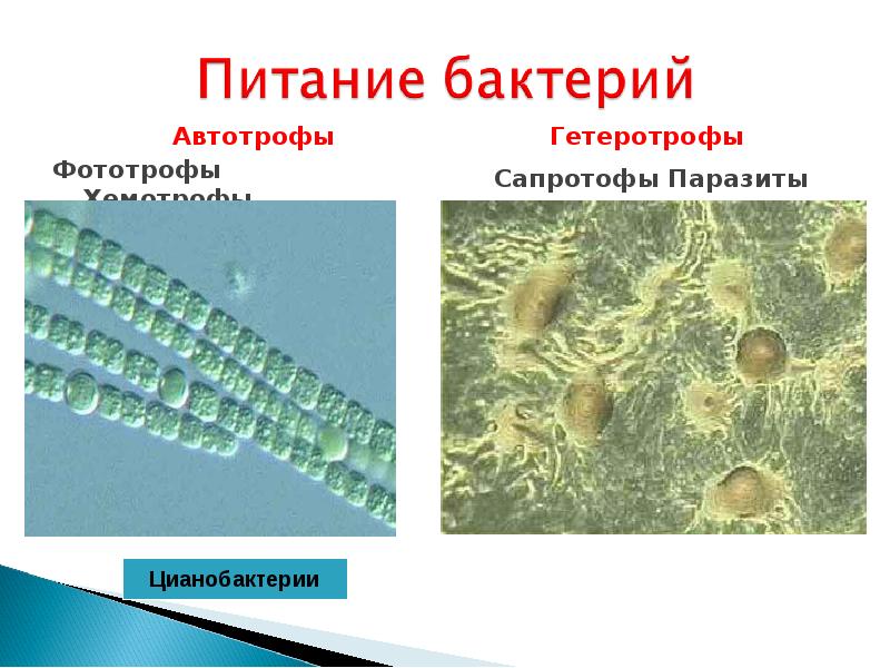 Фототрофы примеры. Автотрофные бактерии фототрофы хемотрофы. Строение гетеротрофной бактерии. Строение автотрофных бактерий. Бактерии автотрофы и гетеротрофы.