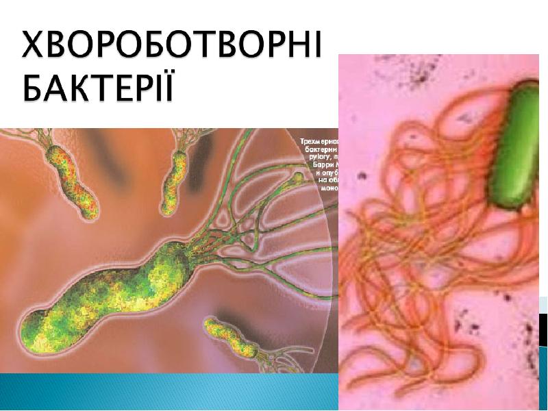 Жизнедеятельность бактерий кратко. Жизнедеятельность бактерий. Строение и жизнедеятельность бактерий. Жизнедеятельность бактерий 5 класс. Продукты жизнедеятельности бактерий.