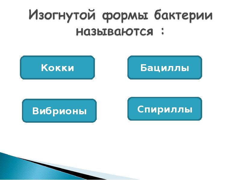 Строение и жизнедеятельность бактерий 7 класс конспект