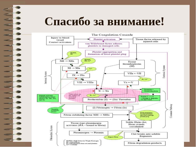 Патофизиология гемостаза презентация