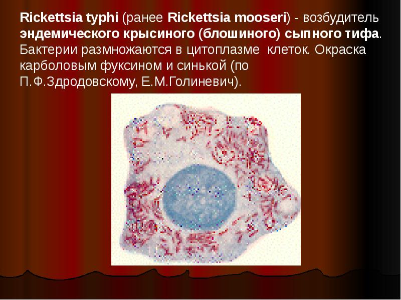 Возбудитель лепры микробиология презентация