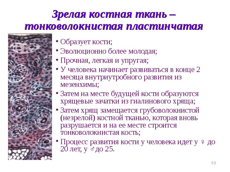 Кости образованы тканью. Тонковолокнистая пластинчатая костная ткань. Тонковолокнистая ткань гистология. Тонковолокнистая костная ткань препарат. Пластинчатая тонковолокнистая костная ткань строение.