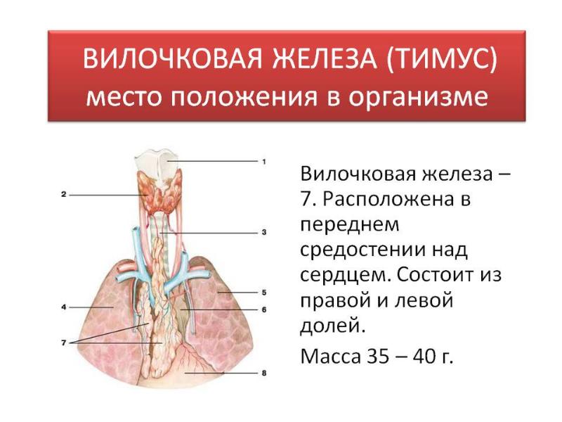 Вилочковая железа рисунок