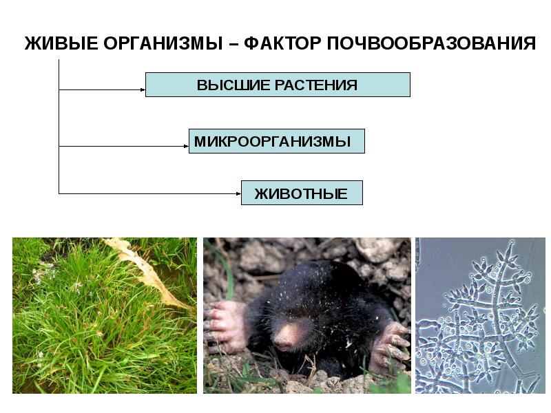 Презентация на тему факторы почвообразования