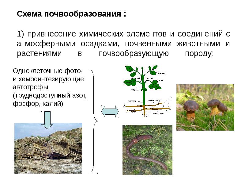 Процесс образования почвы схема