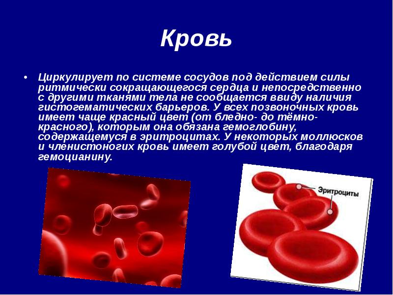 Вещество благодаря. Кровь циркулирующая по сосудам. Почему кровь не циркулирует. Движение эритроцитов в сосудистой системе.