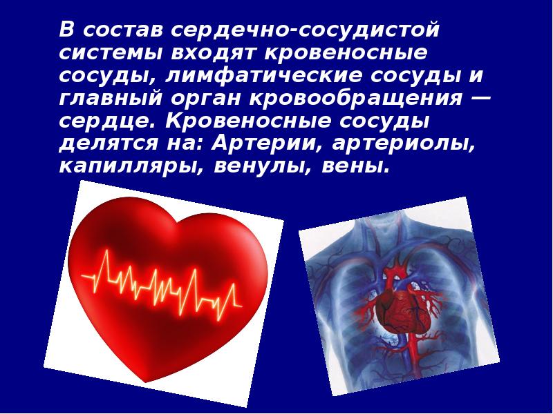 В состав какой системы входит сердце. Сердечно сосудистая система. Презентация на тему сердечно сосудистая система. Сердечно сосудистая система сердце сосуды. Состав сердечно-сосудистой системы.