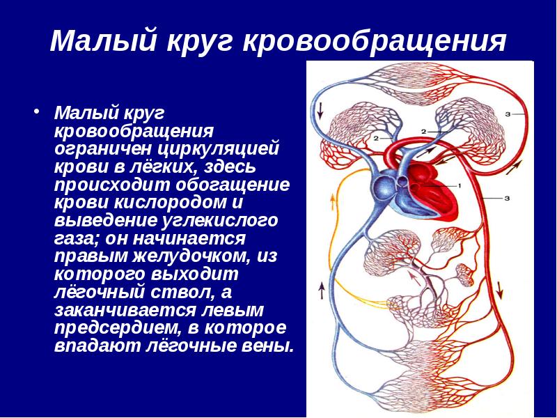 Биология 8 кровь и кровообращение. Малый легочный круг кровообращения. Кровообращение презентация. Система малого круга кровообращения. Большой круг кровообращения.