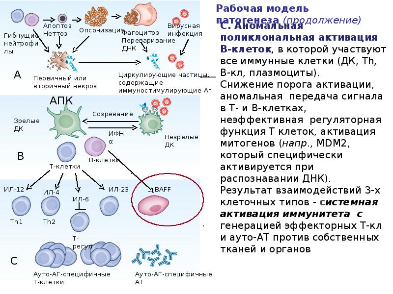 Системная красная волчанка лимфоциты. Синдром поликлональной активации лимфоцитов. Плазмоциты роль в иммунитете. Поликлональная активация это.