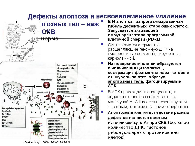 Апоптоз при патологии. Дефектные клетки. Дефектные клетки. Схема гибели клеток при некрозе и апоптозе. Онкогенные вирусы.