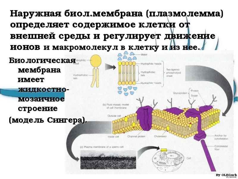 Не имеет мембран