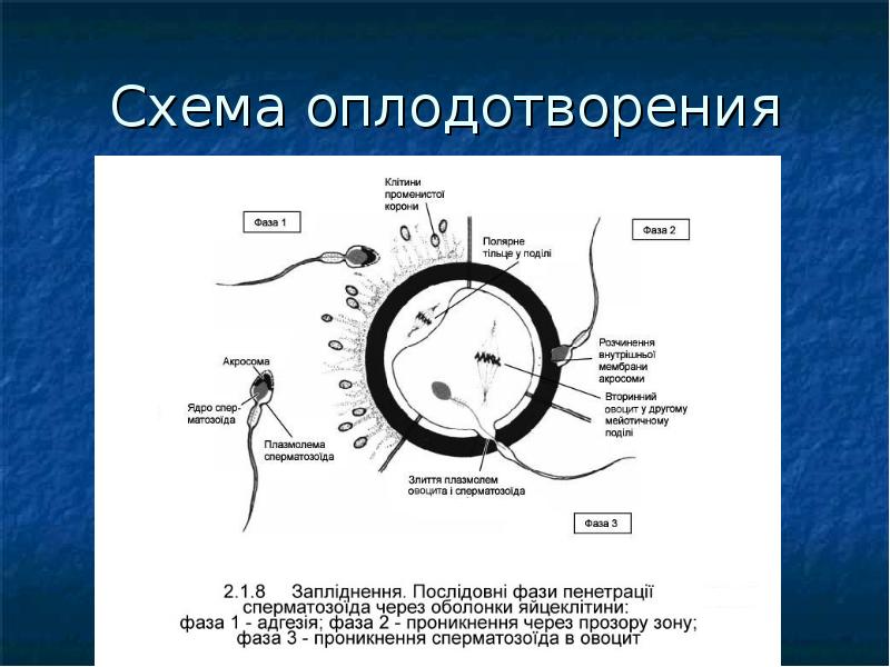 Кошки оплодотворяются схема как