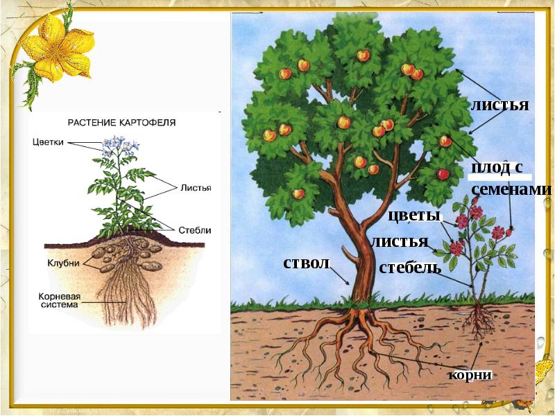Строение растения схема