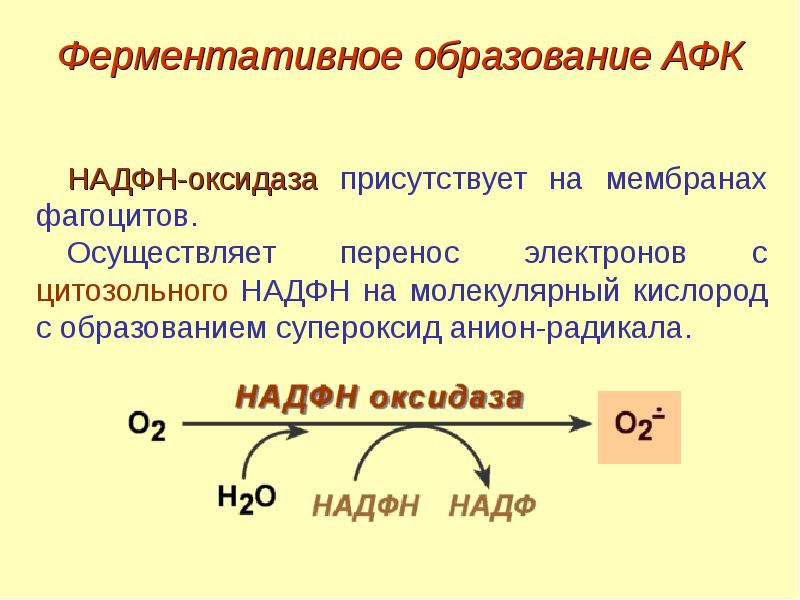 Образованные активные. НАДФ оксидаза. Образование активных форм кислорода. Реакции образования активных форм кислорода. Ферментативное образование АФК.