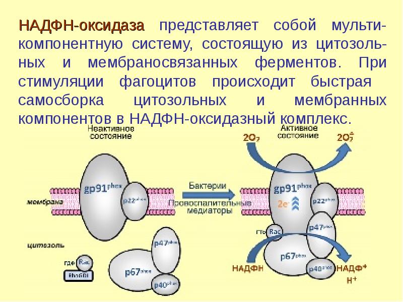 Биологическое окисление презентация