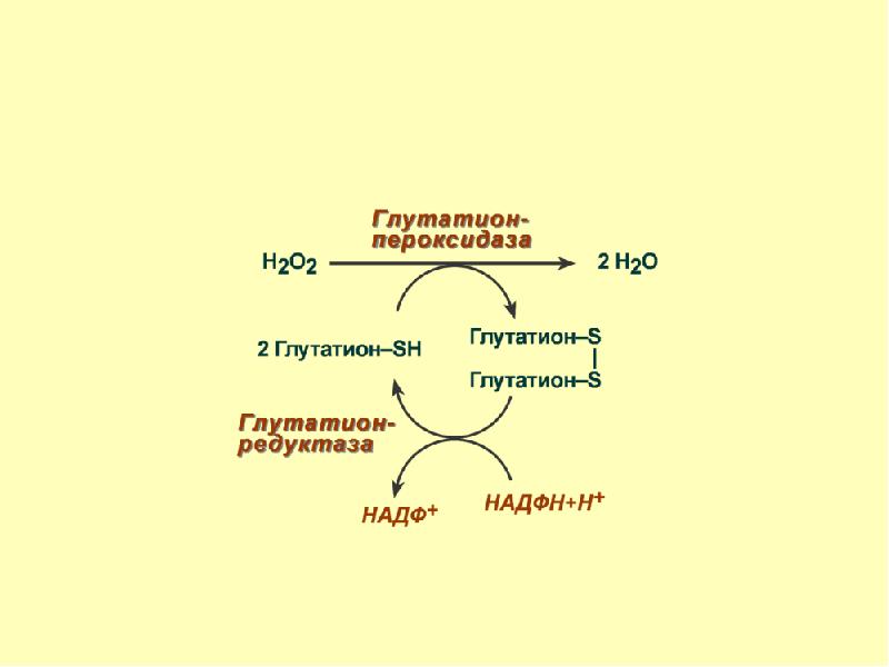 Окислительный стресс презентация