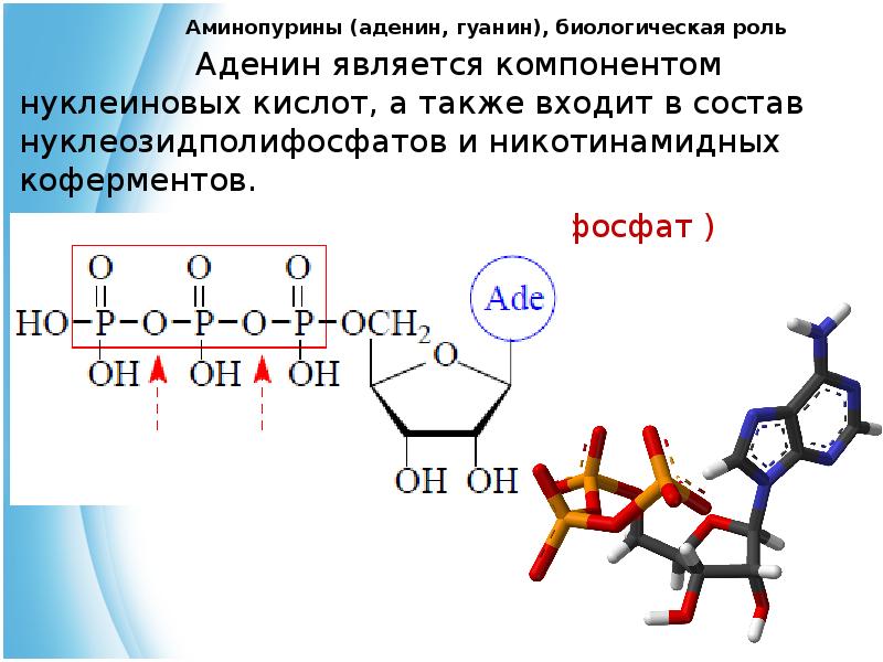 Атф фосфор. 6-Аминопурин (аденин). АТФ С гуанином. Аденин-'5'-трифосфат. Биологическая роль аденина и гуанина.