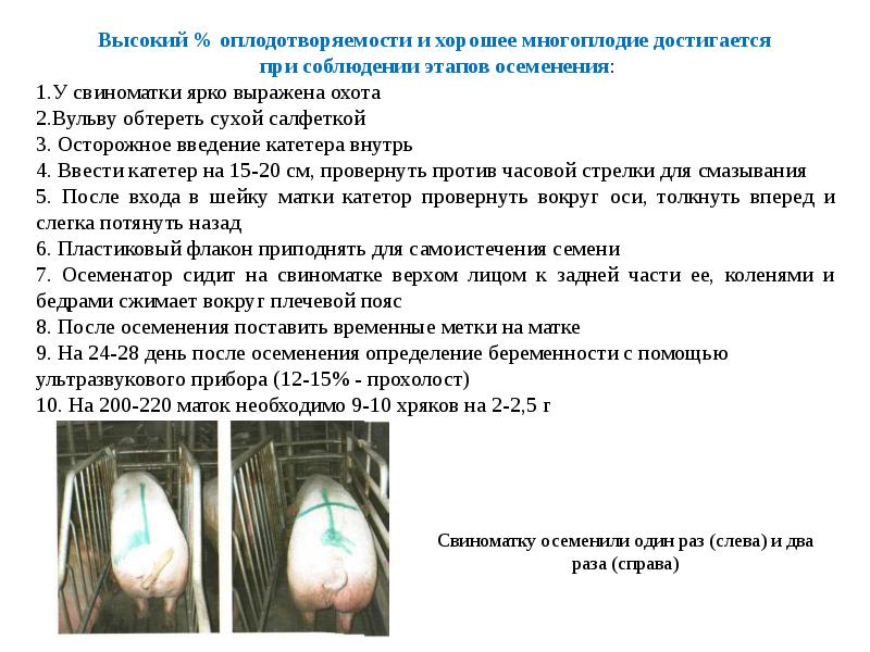 Искусственное осеменение свиней презентация