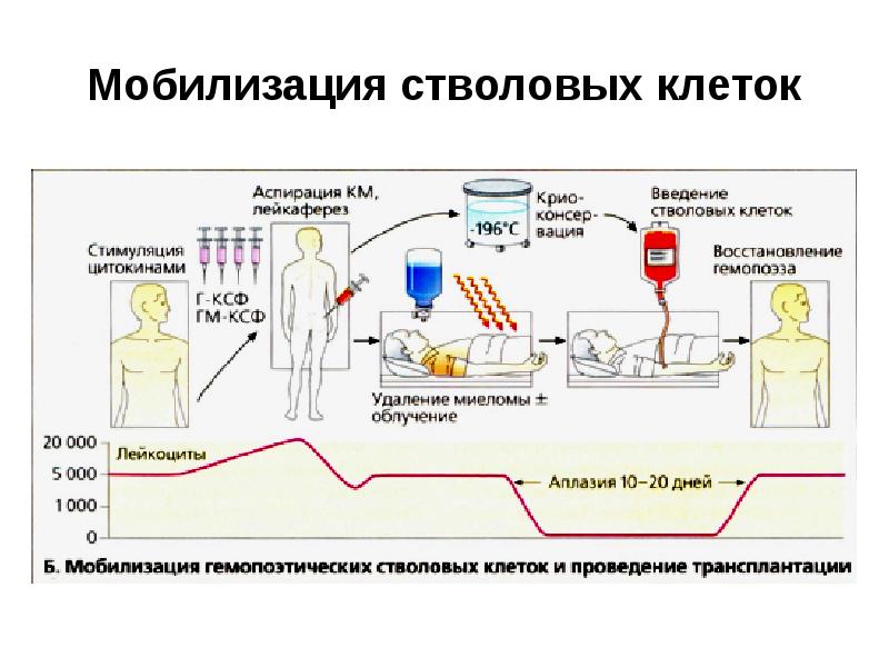 Трансплантационный иммунитет презентация