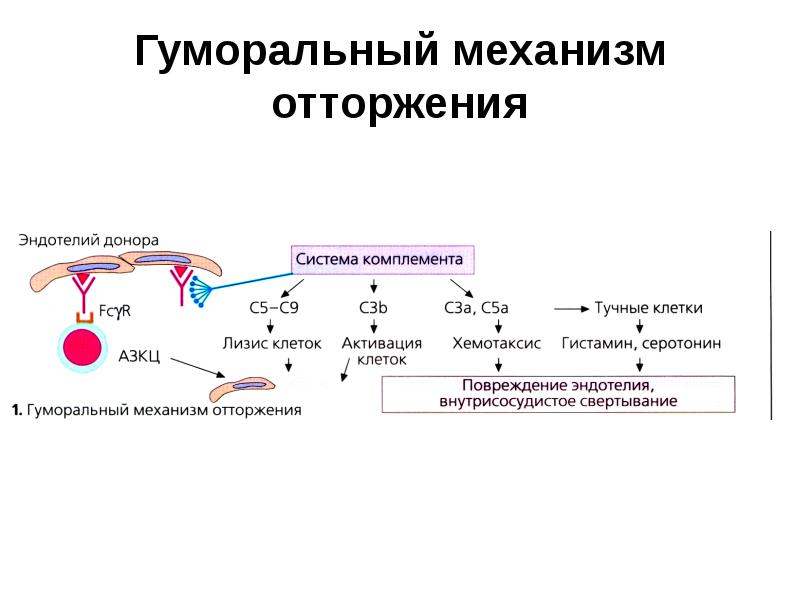 Гуморальный механизм