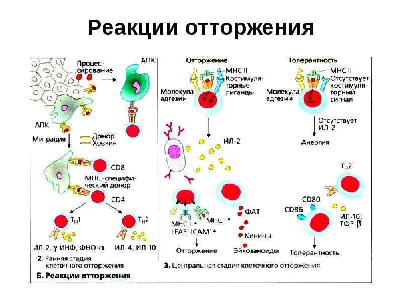 Трансплантационный иммунитет презентация