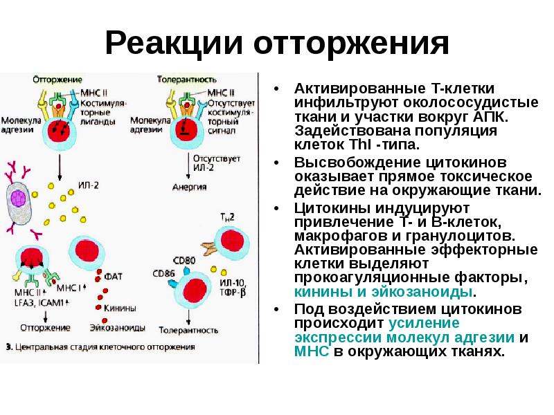 Трансплантационный иммунитет презентация