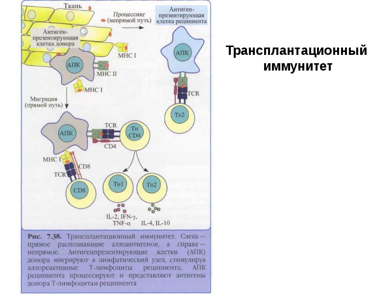 Схема процессинга антигена мнс 1