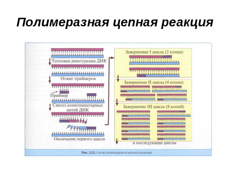 Этапы пцр картинки