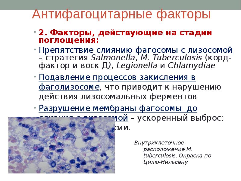 Группа патогенности ковид 2. Антифагоцитарные факторы микроорганизмов. Антифагоцитарные факторы стрептококков. Факторы антифагоцитарной активности. Антифагоцитарные факторы вирулентности.