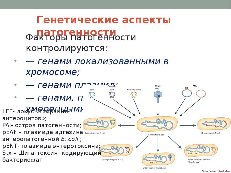 Гены локализованные в одной хромосоме