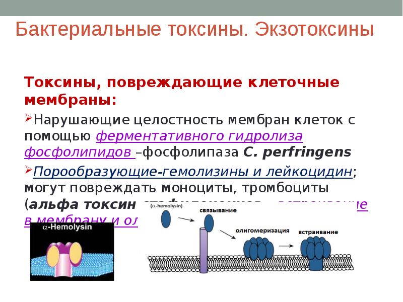 Классификация белковых токсинов бактерий. Экзотоксины бактерий. Классификация бактериальных токсинов. Экзотоксины и эндотоксины микробиология.