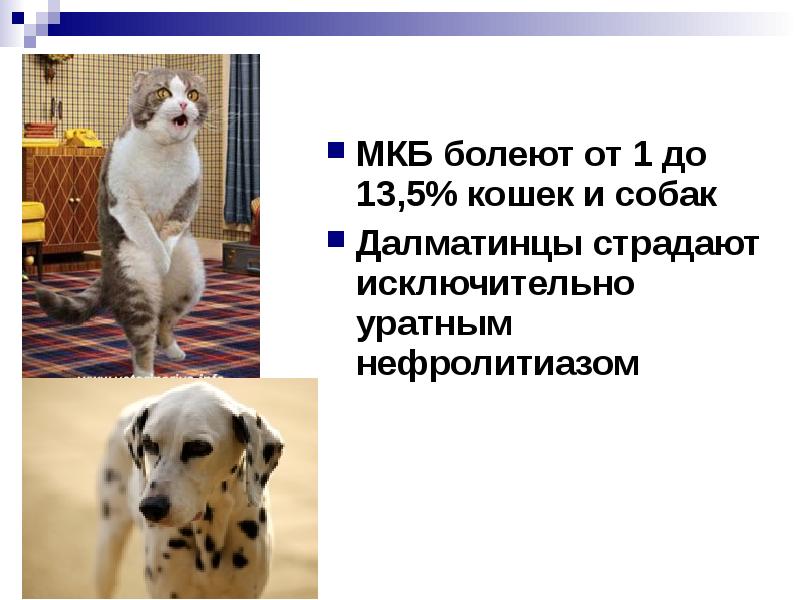 Укус собаки мкб 10 у детей. Укус собаки мкб 10 у детей