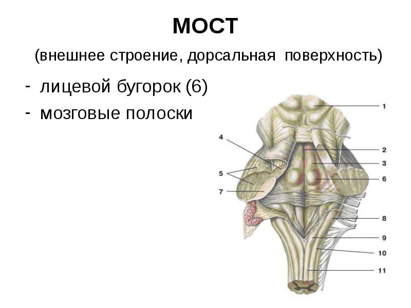 Ствол мозга рисунок