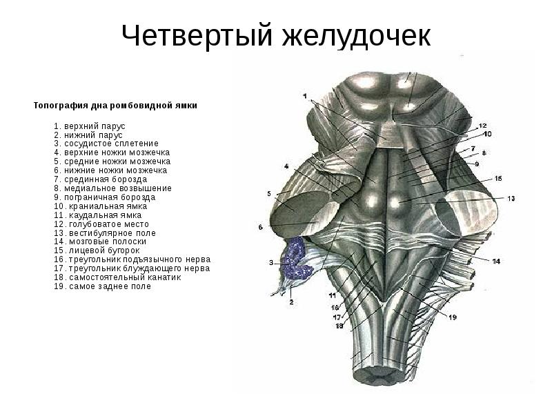 Рисунки топографической анатомии