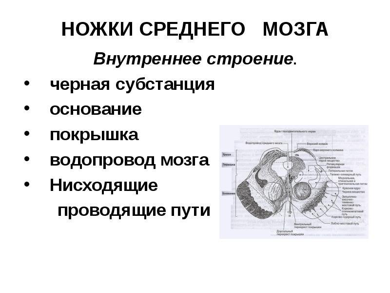 средний мозг анатомия водопровод. поперечный срез среднего мозга схема. средний мозг анатомия строение схема. пути ножек мозга. строение среднего мозга внутреннее строение.