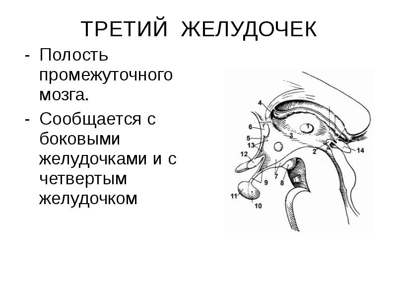 3 полости. 3 Желудочек промежуточного мозга. Промежуточный мозг. III-желудочек.. Промежуточный мозг и 3 желудочек анатомия. Третий желудочек промежуточного мозга функции.