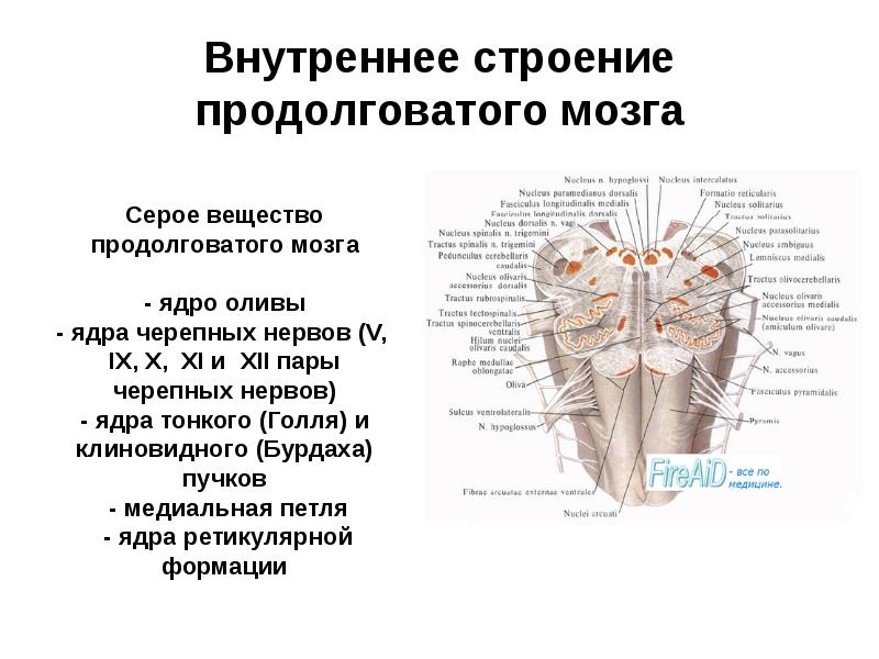 Ствол мозга неврология презентация