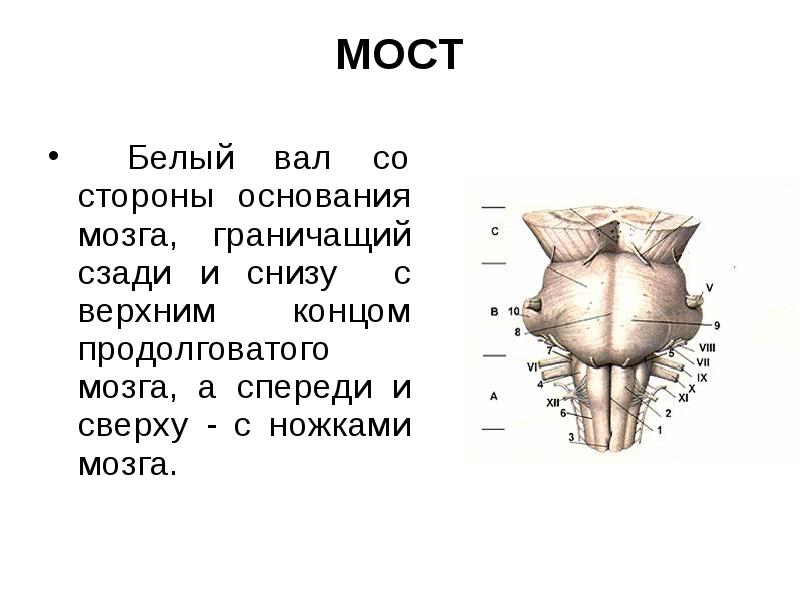 Задний мозг презентация анатомия