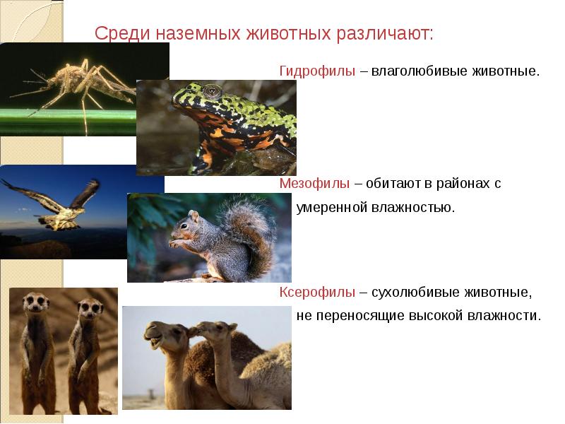 млекопитающие открытых пространств. наземные животные открытых пространств. характеристика наземных животных. наземные животные млекопитающие. характеристика наземных животных.