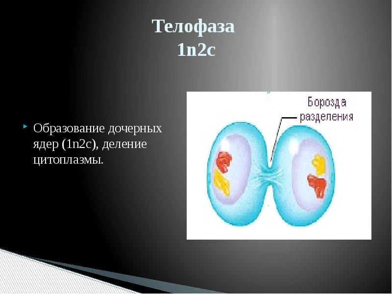 В конце телофазы мейоза 1