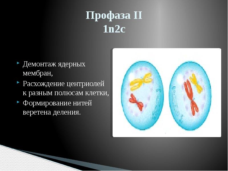 Мейоз 2 профаза 2 рисунок