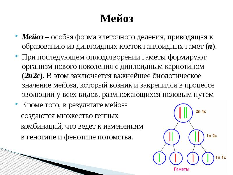 Биологическое значение мейоза презентация