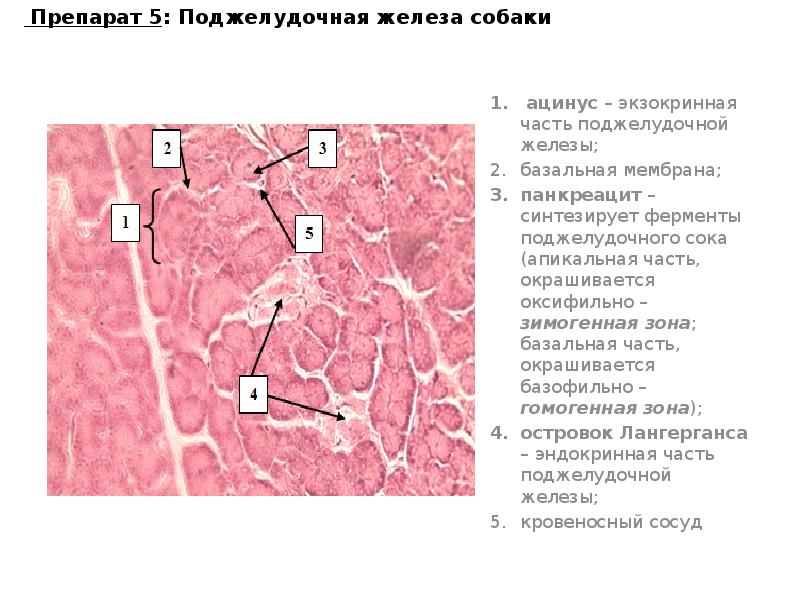 Железы гистология. Части поджелудочной железы гистология. Гистологическое строение поджелудочной железы гистология. Поджелудочная железа гистология препарат с описанием. Строение поджелудочной железы гистология.