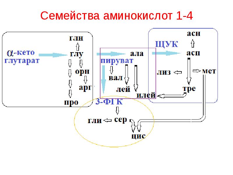 Семейства аминокислот 1-4