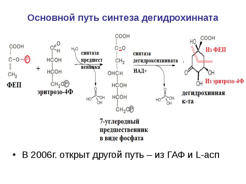 Основной путь синтеза дегидрохинната В 2006г. открыт другой путь – из