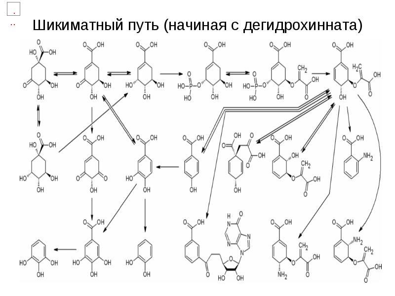 Шикиматный путь (начиная с дегидрохинната)