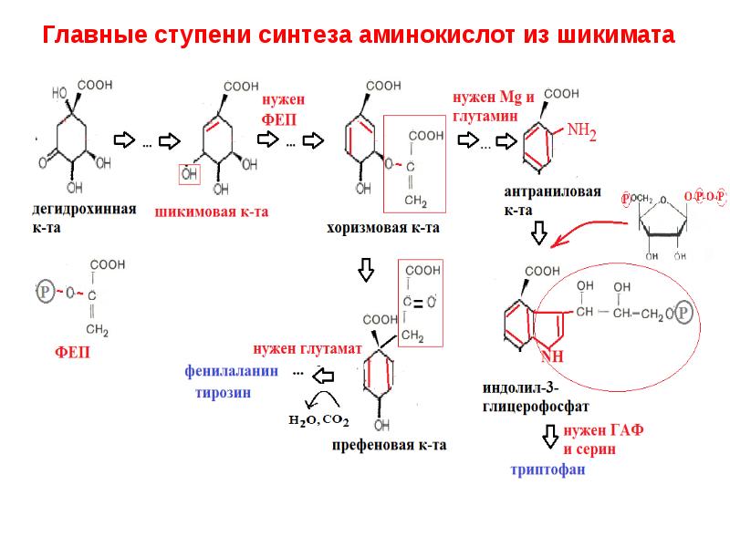 Главные ступени синтеза аминокислот из шикимата