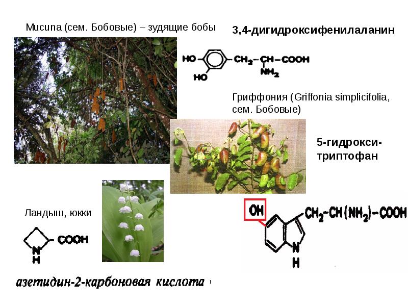 Mucuna (сем. Бобовые) – зудящие бобы