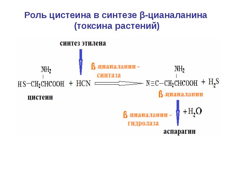 B синтез. Биосинтез цистеина. Синтез цистеина. Функции цистеина. Роль цистеина.